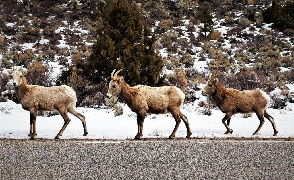 three bighorn sheep in a row along the side of the road
